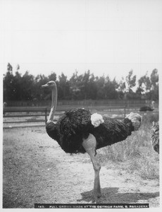 Full grown male ostrich at an ostrich farm, South Pasadena, 1903