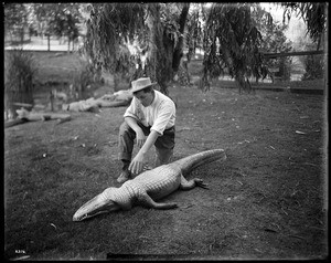 A man "hypnotizing" an alligator at an alligator farm (possibly the California Alligator Farm, Los Angeles), ca.1900