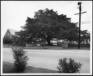 Exterior view of Saint John's Presbyterian Church, showing a large tree, ca.1940-1975