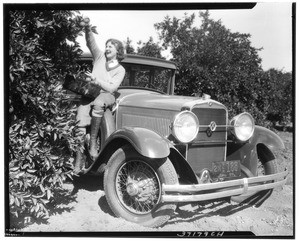 Woman picking fruit while perched atop an automobile