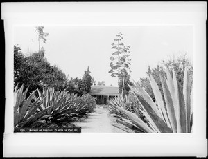 Toberman homestead on Pico Boulevard, showing an "avenue of Century plants", ca,1886