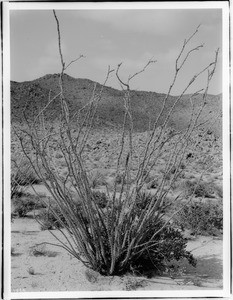 A specimen of Ocotillo (Fonquiera Splendeus), or Candle wood, or Cane cactus