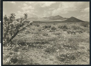 View of the Mojave Desert in Indian Wells, showing a patch of wild flowers