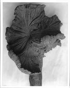 Specimen of "Rose of Sheol (Hell)", a growth on trees, from the Volcano of Antigua, ca.1920