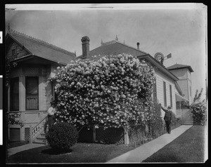 Man and a woman examining a rose bush at a residence in Hanford, 1904