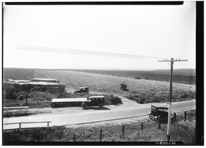 Workers picking crops in a large field