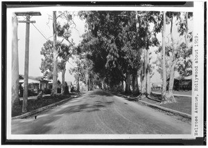 Eucalyptus trees along Melrose Avenue in Hollywood, ca.1919