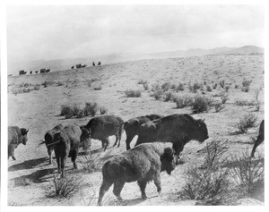 Herd of buffalo crossing the plains, showing pioneers on the horizon, Montana, ca.1875