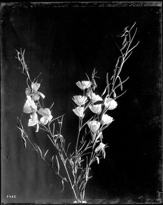 Close-up of a specimen of godetias (Godetia bottae), ca.1920