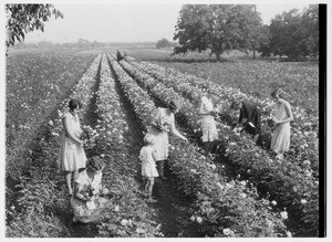 Women picking flowers in a field of roses