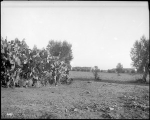 View of cacti bed north of Mission San Fernando Rey de Espana, Mission Hills, California, ca.1886