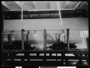 Moray eels in an aquarium on Catalina Island, ca.1900