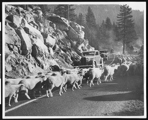 Sheep crossing the road at the Summit near the Emigrant Trail in Placer County, ca.1930