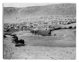 Flock of sheep near a pond in Bishop, California, ca.1900