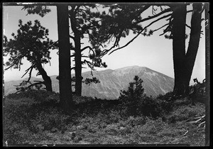 Pine trees, showing mountain range in extreme background