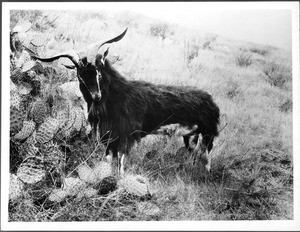 Wild male mountain goat on Santa Catalina Island