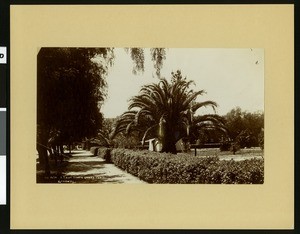 Tent home near a palm tree on an unidentified street in Rialto, ca.1907