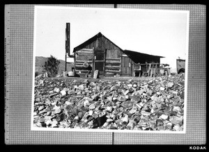 Exterior view of a ramshackle wooden cabin in Randsburg, ca.1924