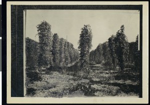 A view of a hop field, Oregon