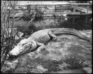 Alligator "Big Mug" sunbathing in its pen at an alligator farm (possibly the California Alligator Farm, Los Angeles), ca.1900