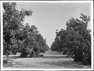 Looking down a long aisle between rows of trees in an English walnut grove in southern California