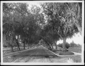 Huge pepper trees lining the unpaved Marengo Avenue, Pasadena, ca.1895