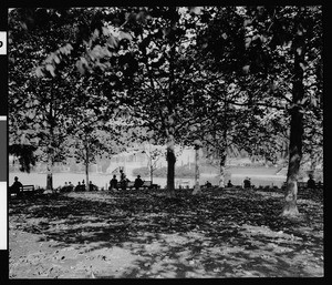 Benches under the shade of trees at Westlake Park (later MacArthur Park)