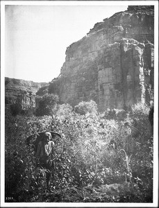 Havasupai Indian boy bringing corn in from a field in the Grand Canyon, ca.1900