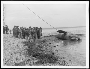 Beached whale, California coast