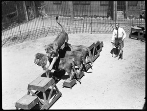 Lion walking over the backs of three other lions as a trainer watches, at Gay's Lion Farm, ca.1936