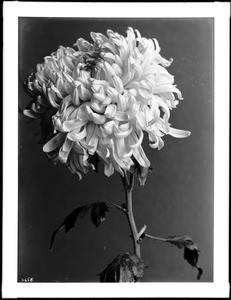 Close-up of a specimen of a Chrysanthemum (flower), ca.1920