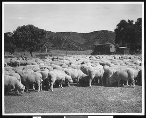 Flock of sheep on the Newhall Ranch, ca.1900