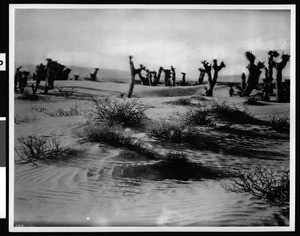 Yucca plants in the Mojave desert near Death Valley