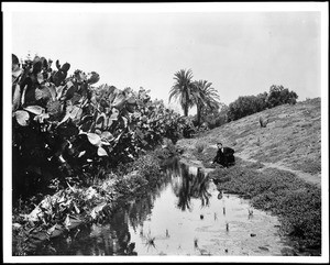 Man near a cactus hedge at Mission Palms and Orange Orchard, ca.1900