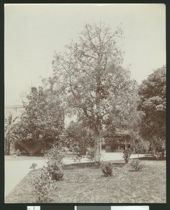 Australian flame tree along a park path