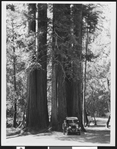 Man standing next to an automobile below Redwood trees in Big Basin Grove, 1930-1940