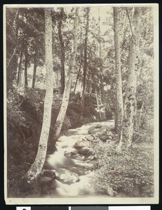 View of Alum Rock Creek in San Jose, California, ca.1900