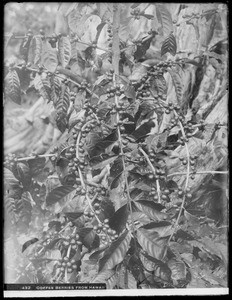 Coffee plant with berries, Hawaii, 1907