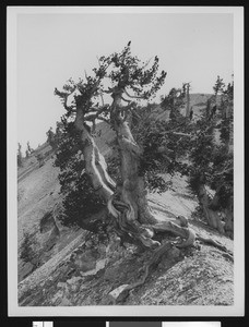 Bristlecone pine tree on a gravelly mountain slope along with similar trees