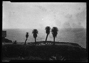Four palm trees along a cliff overlooking the ocean, Santa Monica