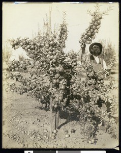 Apple orchard, Washington