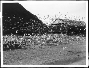 Hundreds of pigeons flock about a large coop on a pigeon ranch near the Los Angeles River