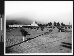 La Verne Cooperative Citrus Association packing house, ca.1920