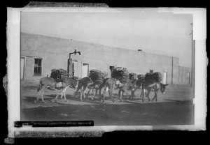 Burros carrying wood in Mexico, ca.1900