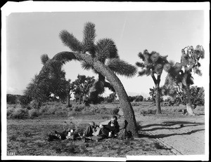 Mr. Connelly camping under a Joshua tree (Yucca Mohaviensis) in the desert