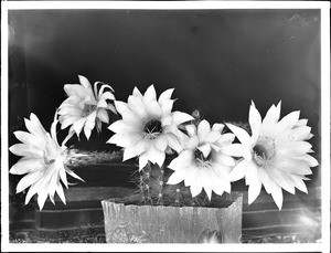 Specimen of a cactus in blossom