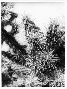 Close-up of the spines of a cactus opuntia echunocuipa prolifera, ca.1920