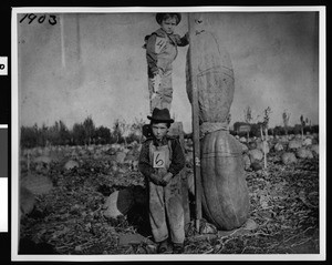 Two children standing next to a totem of giant pumpkins at the Mayo Ranch in Compton, 1903