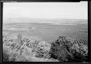 Hill view of Citrus Groves in San Gabriel Valley, ca.1930