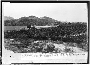 Orange groves among the foothills near Los Angeles, ca.1920